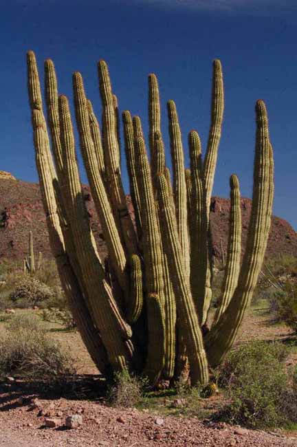 organ pipe cactus